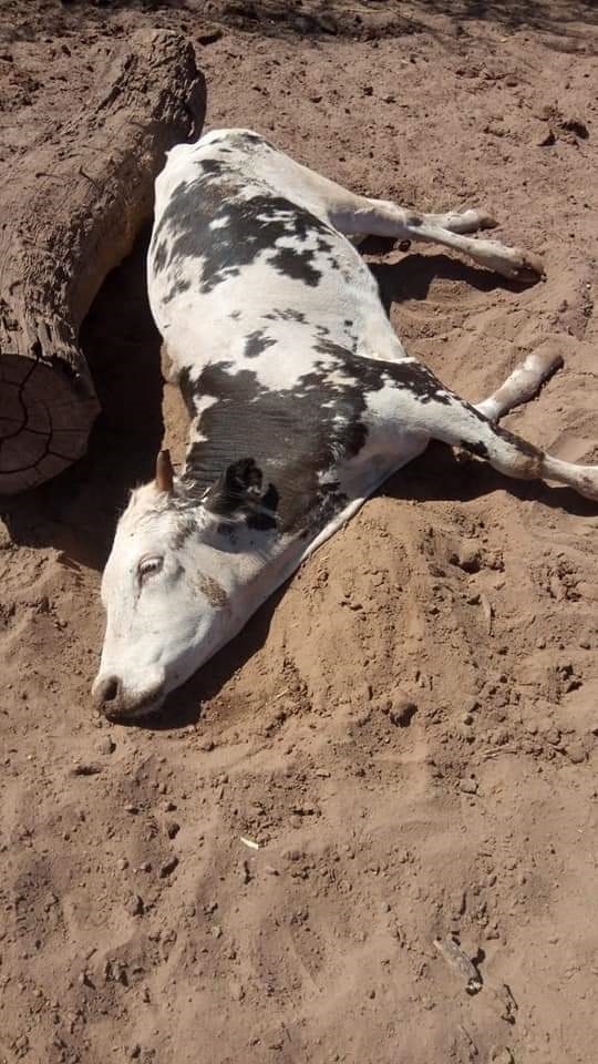 A pesar contar con las vacunas, los casos de neumonía en las cabezas de ganado aumentan