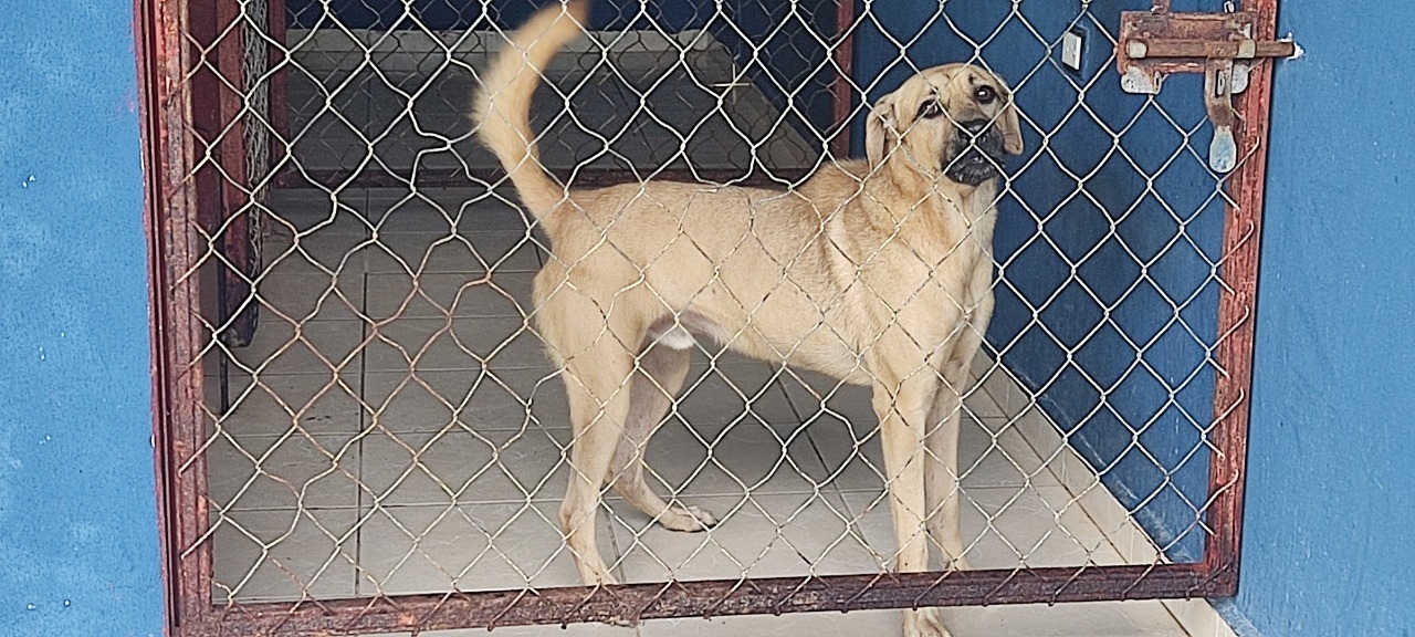 El tratamiento para los perritos podría costar hasta 14 mil pesos
