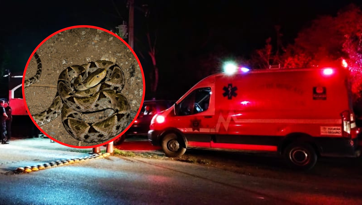 El hombre recibió el antídoto y se encuentra en observación en el hospital El hombre recibió el antídoto y se encuentra en observación en el hospital