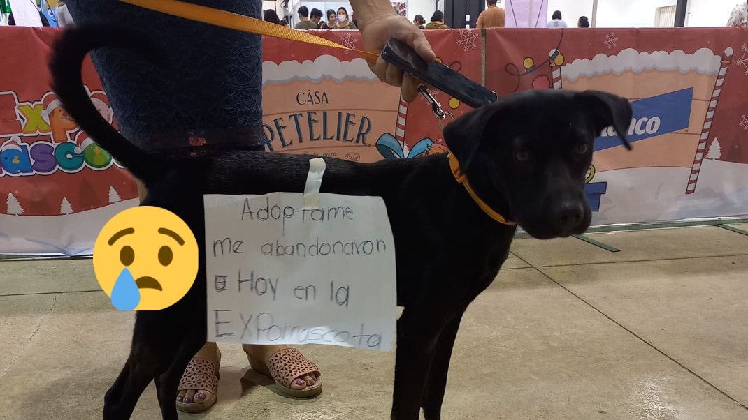 Durante el fin de semana se llevó a cabo la Expo Mascota 2022