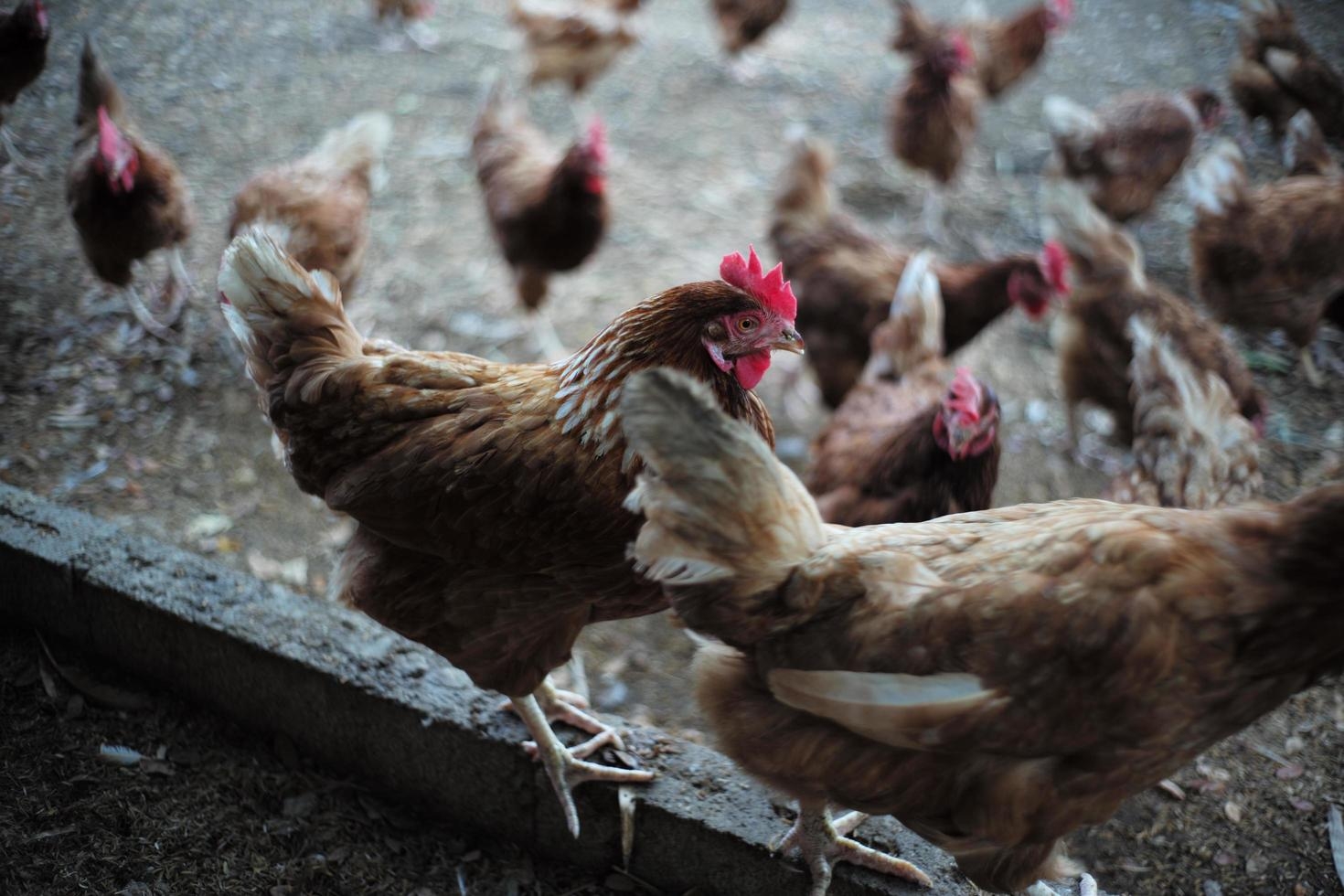 Yucatán sacrifica más de 1.7 millones de gallinas por casos de gripe aviar