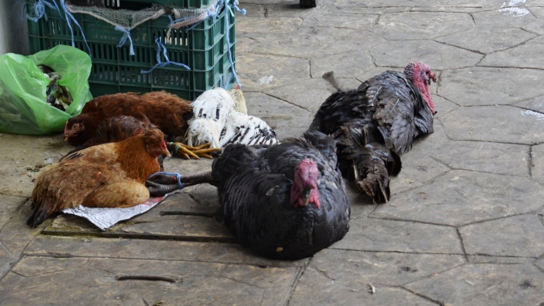Las cadenas de autoservicio colocaron en 116 pesos el kilo del producto, lo que afectaría los ingresos de los agricultores locales Las cadenas de autoservicio colocaron en 116 pesos el kilo del producto, lo que afectaría los ingresos de los agricultores locales