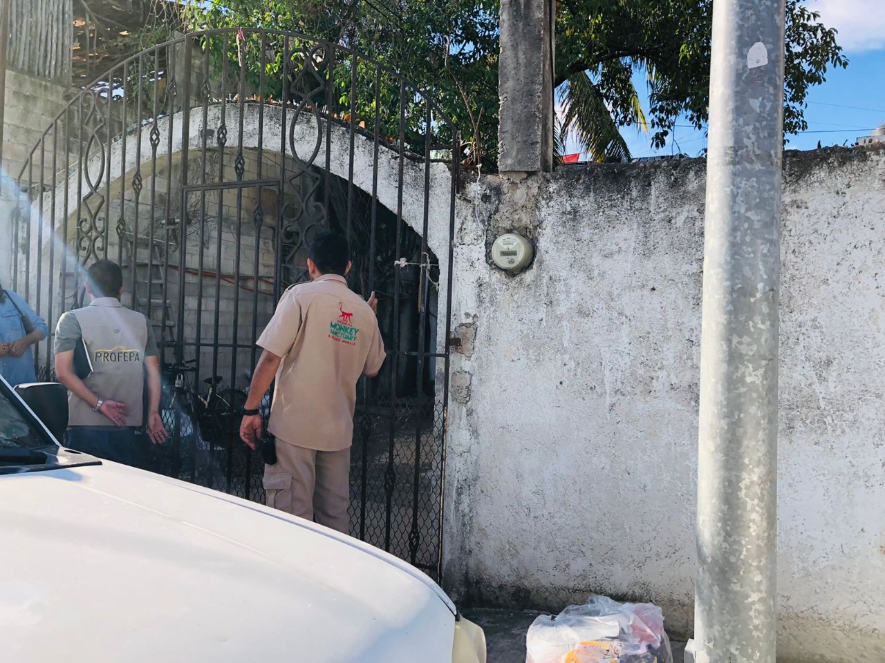 Profepa rescata un ejemplar de mono araña en Playa del Carmen