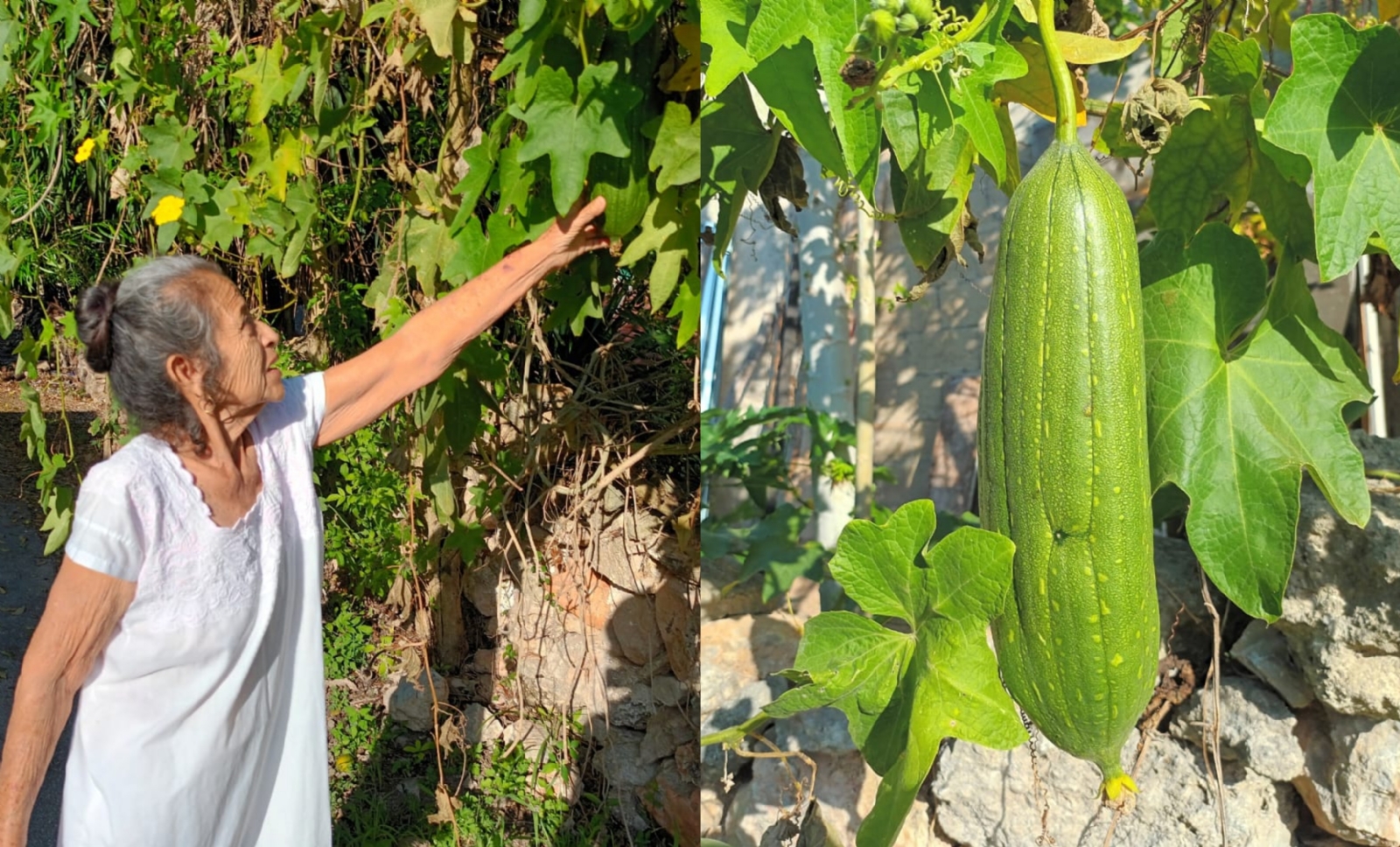 Abuelita emprendedora conserva el cultivo del estropajo en Sinanché, Yucatán