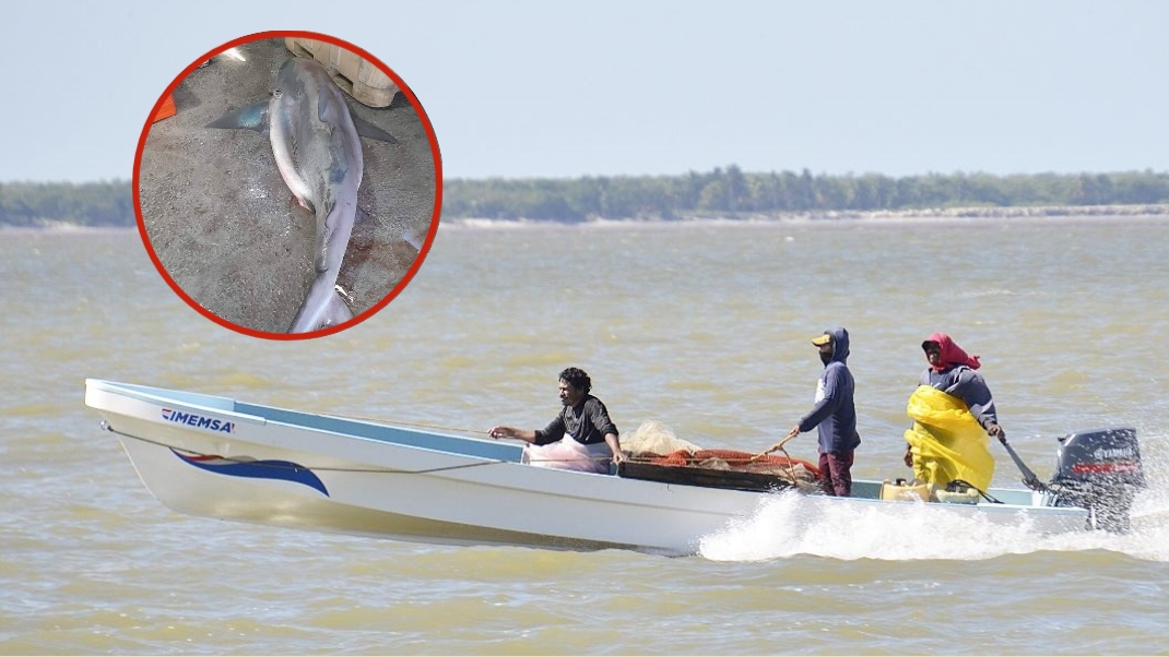 Las autoridades tienen prohibido cazar la especie, sólo condona la captura cuando el animal cae en una red de forma accidental