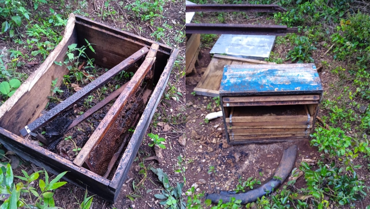 Los apiarios de la localidad fueron vandalizados; desconocidos los quemaron con neumáticos Los apiarios de la localidad fueron vandalizados; desconocidos los quemaron con neumáticos