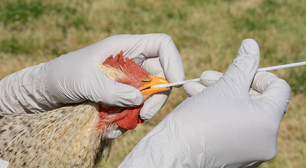 La gripe aviar afecta a Francia durante los últimos meses