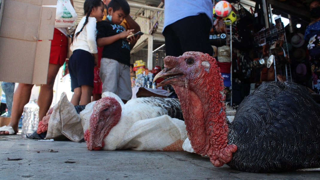 Un pavo de 14 kilos llega a superar los mil 400 pesos Un pavo de 14 kilos llega a superar los mil 400 pesos