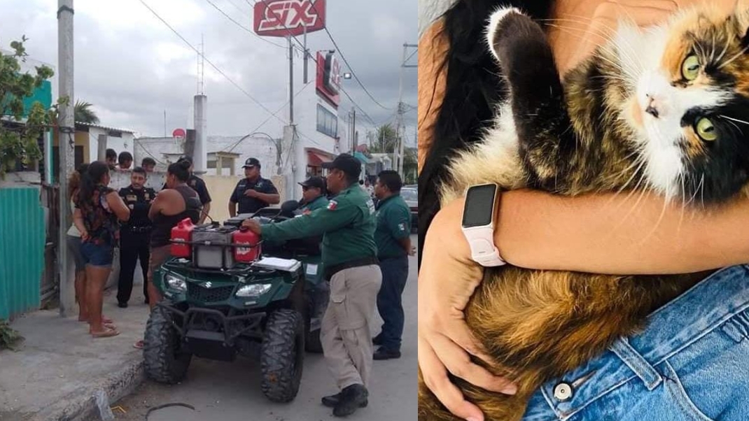 Yazmín señaló que su felino se perdió el pasado 16 de diciembre y desde eso lo buscaba Yazmín señaló que su felino se perdió el pasado 16 de diciembre y desde eso lo buscaba
