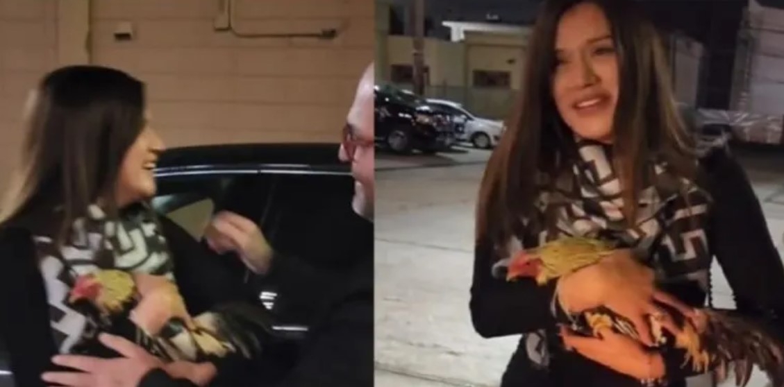 Mujer recibe un gallo como regalo de intercambio: VIDEO