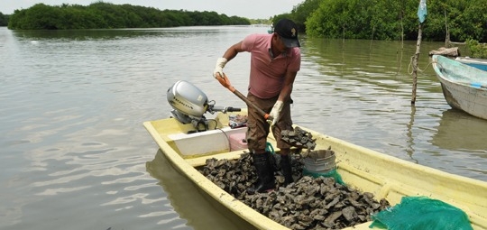 Las ostras tienen la habilidad de filtrar materiales en hasta 20 litros de agua por día
