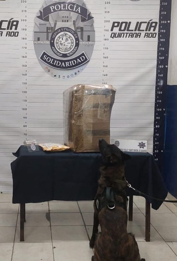 Elementos de la Unidad Canina, acudieron a una empresa de paquetería que se ubica sobre la prolongación de la avenida Luis Donaldo Colosio Elementos de la Unidad Canina, acudieron a una empresa de paquetería que se ubica sobre la prolongación de la avenida Luis Donaldo Colosio