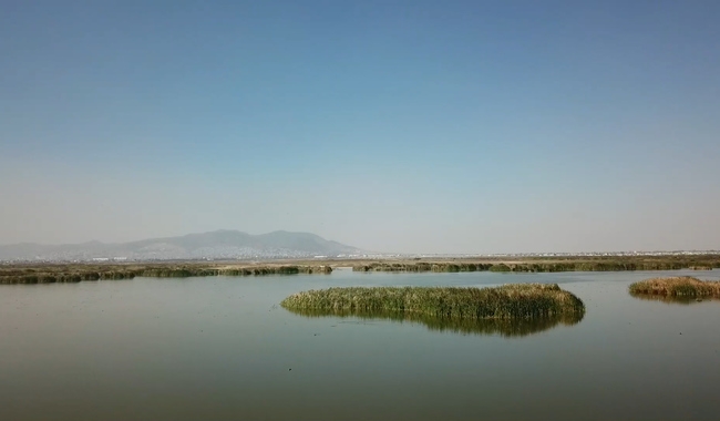 Parque Ecológico Lago de Texcoco contribuye a la protección de más de 300 hectáreas