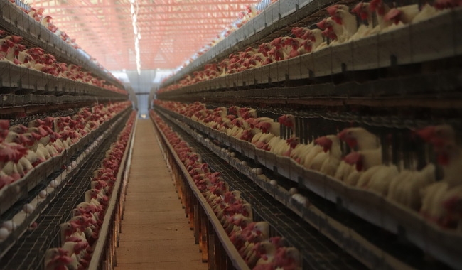 Ya son nueve las unidades de producción infectadas; sacrifican a 100 mil aves en el Estado
