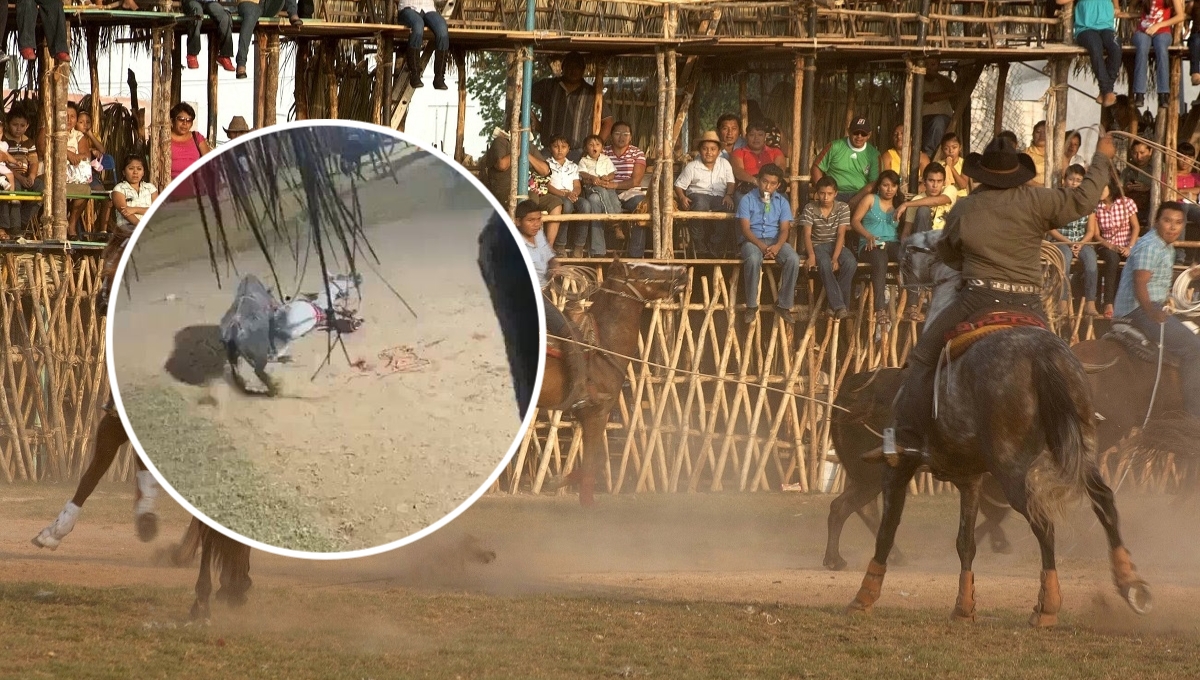 El caballo murió luego de ser corneado por el toro en un torneo de lazo El caballo murió luego de ser corneado por el toro en un torneo de lazo