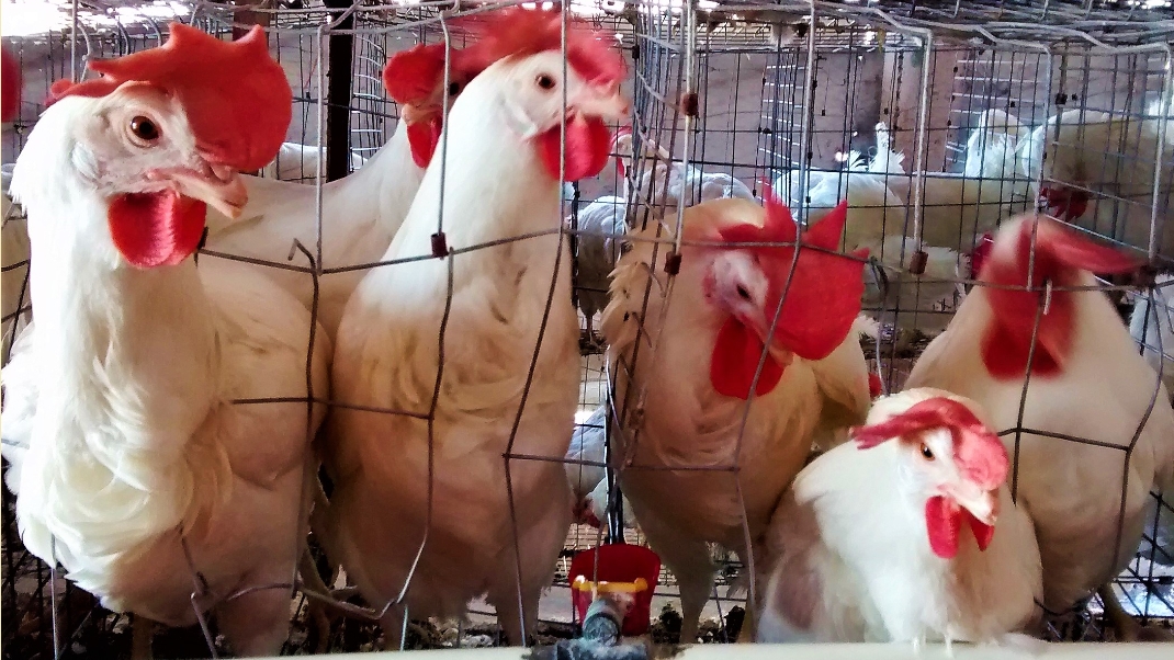 Castigarán a criadores de animales en sus predios.