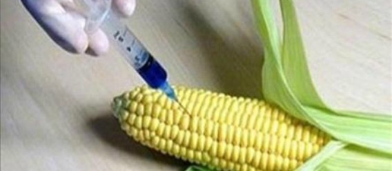 Avances del decreto para prescindir del glifosato y maíz transgénico Avances del decreto para prescindir del glifosato y maíz transgénico