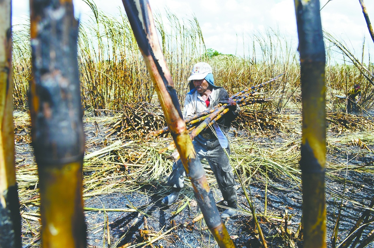 En el Estado de Campeche, desde hace más de un lustro, dejaron de utilizar petróleo o algún tipo de hidrocarburo para alimentar a las procesadoras