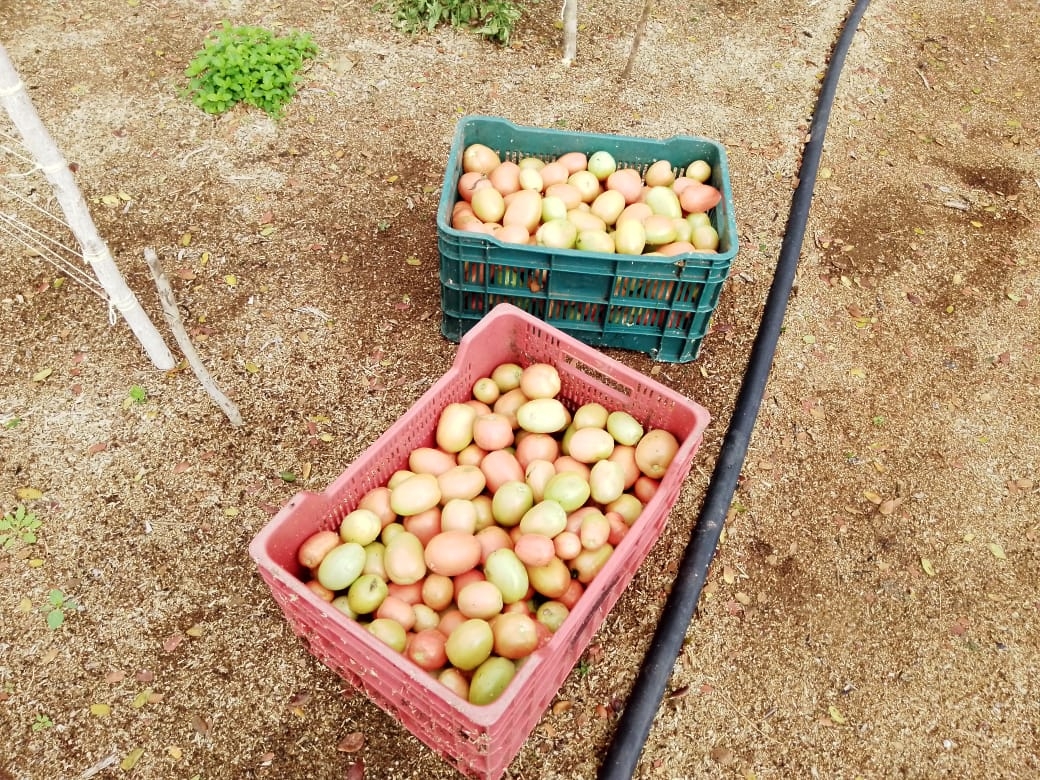 Productor de Telchac Pueblo señala que el exceso de agua perjudicó sus cultivos de tomate