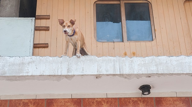La ley en Campeche señala que la ciudadanía debe garantizar el bienestar de todas las mascotas