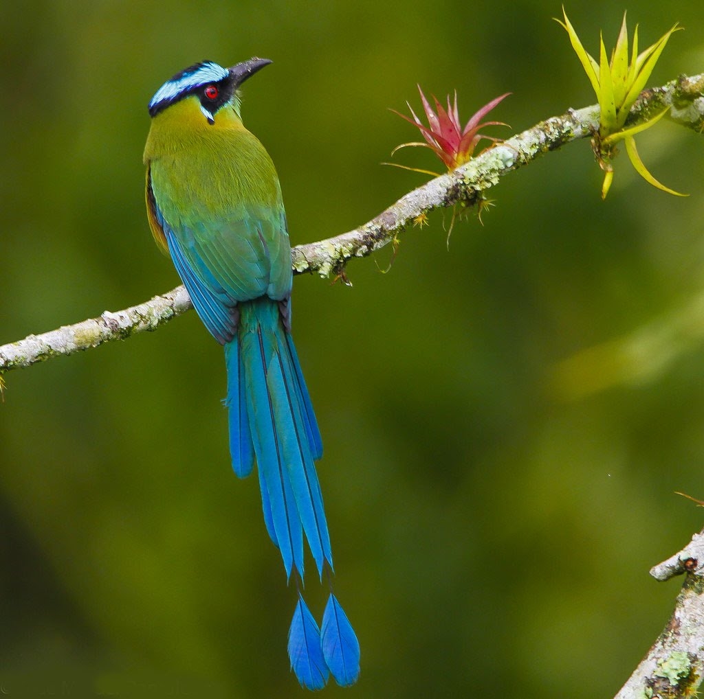 Hay una historia que narra el origen del aspecto actual del pájaro Toh y su relación con las culturas prehispánicas. Hay una historia que narra el origen del aspecto actual del pájaro Toh y su relación con las culturas prehispánicas.
