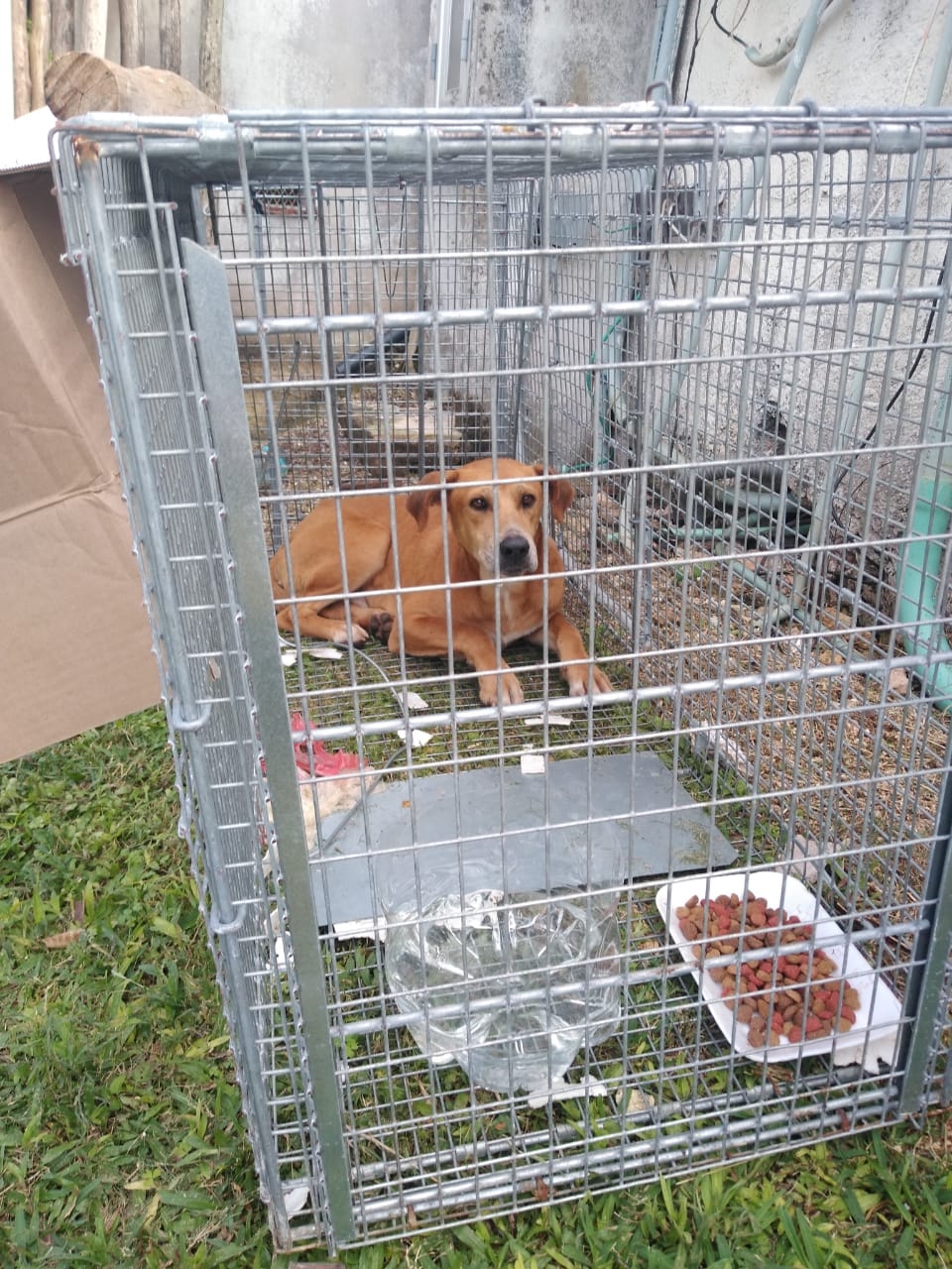 Los perros comenzaron a ser ayudados con tratamiento veterinario Los perros comenzaron a ser ayudados con tratamiento veterinario