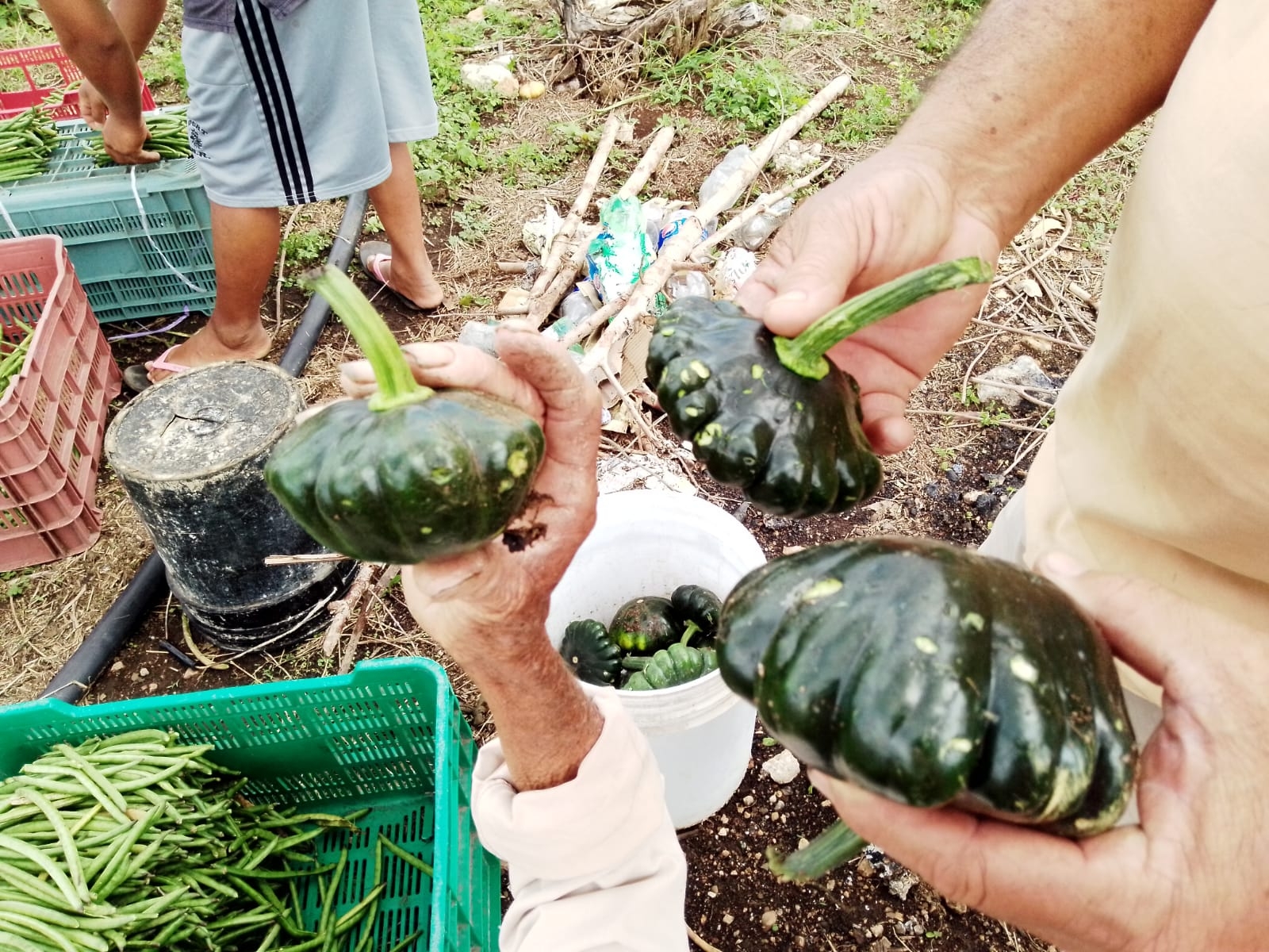 Las calabazas resultaron con agujeros, por lo que no las venderán, aseguran campesinos de Sinanché