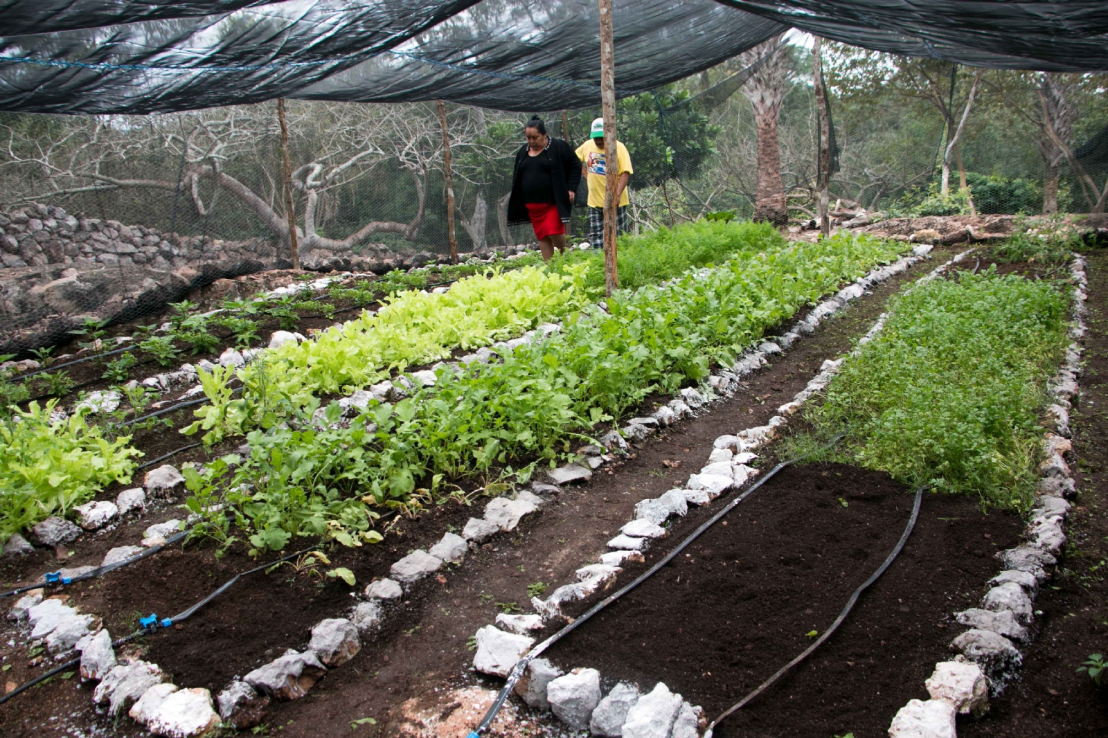 La mujer de Teabo reconoció que la siembra de vegetales requiere de mucha dedicación La mujer de Teabo reconoció que la siembra de vegetales requiere de mucha dedicación