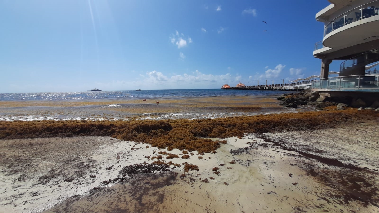 Playa del Carmen fue una de las ciudades más afectadas por el recale de sargazo durante el año pasado Playa del Carmen fue una de las ciudades más afectadas por el recale de sargazo durante el año pasado