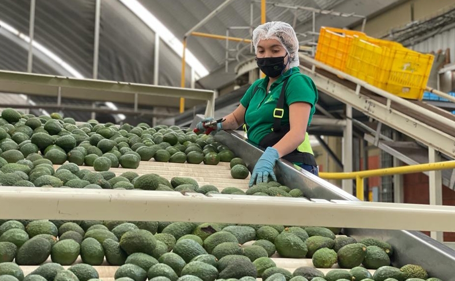 Aguacateros  proponen a Estados Unidos conformar una unidad de investigación y seguridad para el fruto