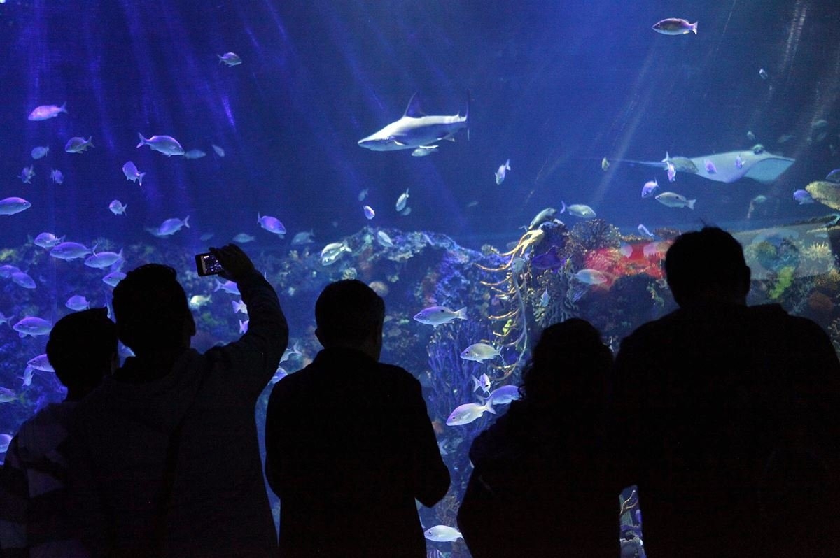 El Acuario Inbursa es una de las atracciones de Plaza Carso en Polanco. Foto: Especial El Acuario Inbursa es una de las atracciones de Plaza Carso en Polanco. Foto: Especial