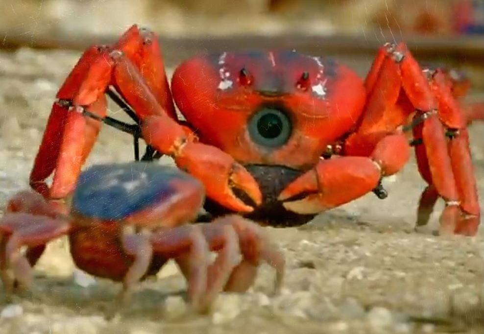 La empresa se ha encargado de la creación de diversas especies para gravar a los animales. Foto: Captura de Pantalla La empresa se ha encargado de la creación de diversas especies para gravar a los animales. Foto: Captura de Pantalla