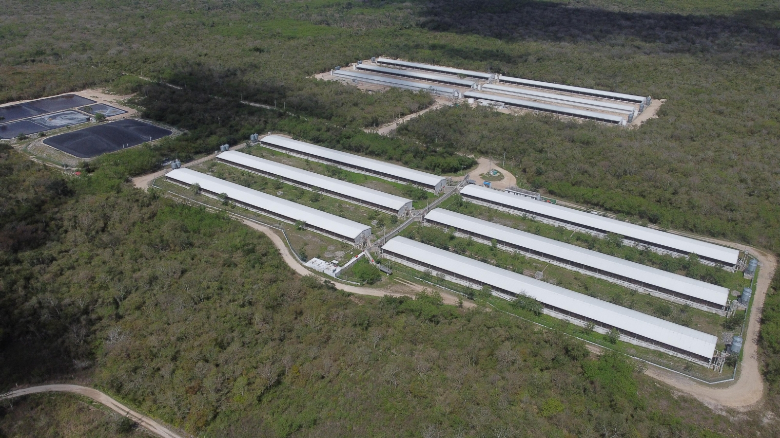A causa de las granjas porcícolas, el agua ha resultado contaminada en Yucatán A causa de las granjas porcícolas, el agua ha resultado contaminada en Yucatán