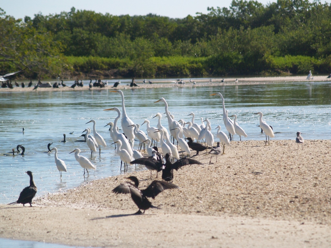 Desde noviembre, las aves comenzaron a llegar en parvadas a Chabihau, Yucatán Desde noviembre, las aves comenzaron a llegar en parvadas a Chabihau, Yucatán