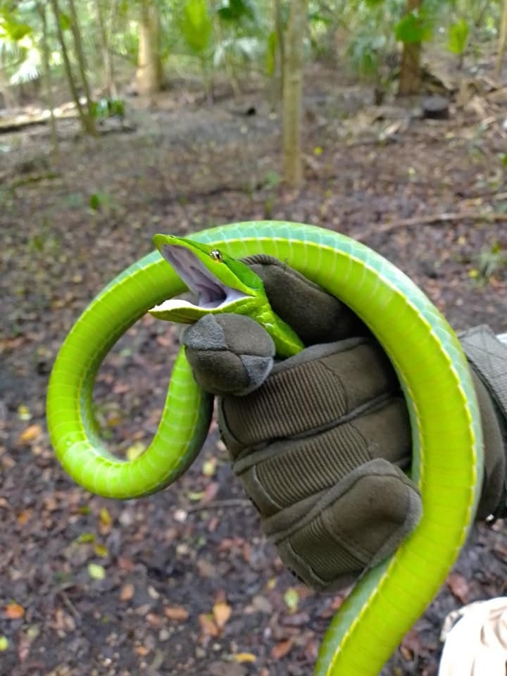 El estudio de estos animales contó con información de la Semarnat
