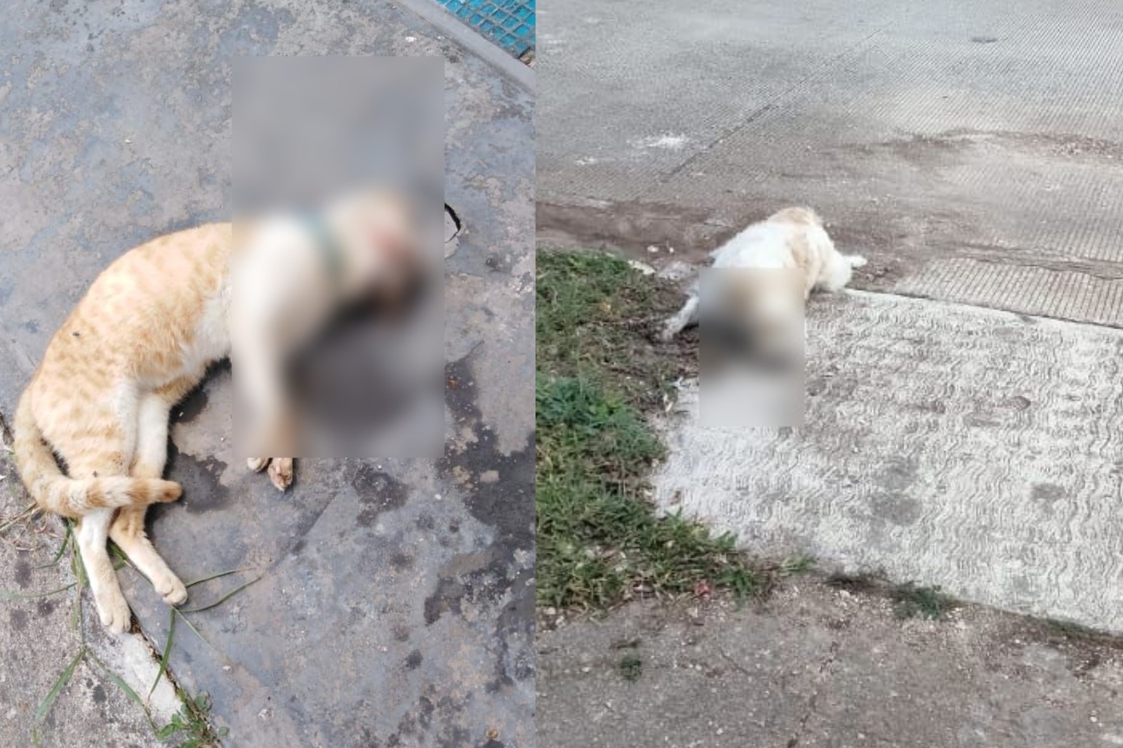 Denuncian envenenamiento de mascotas en Cozumel
