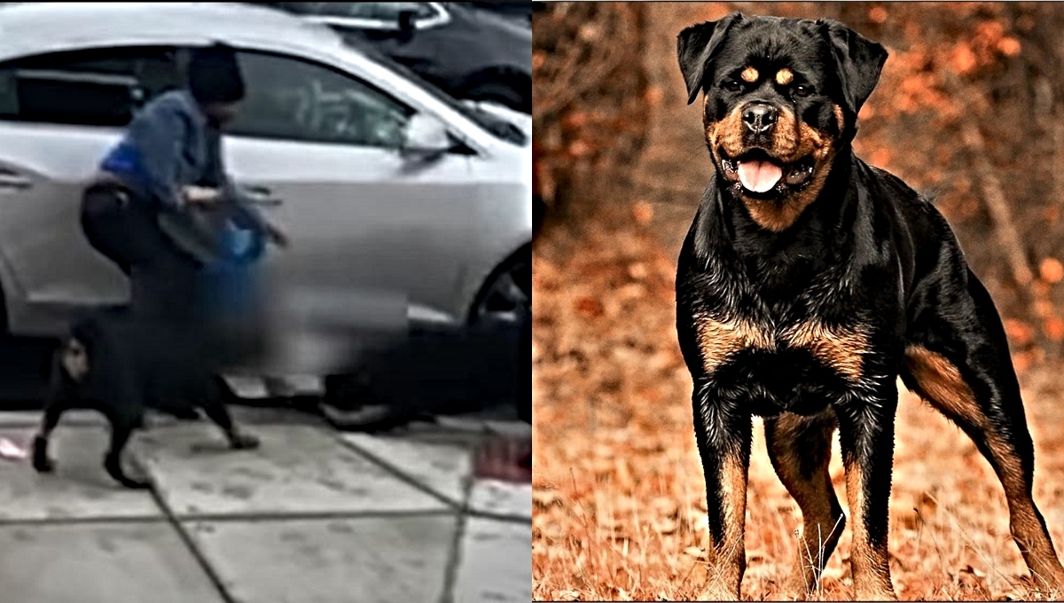 Las autoridades siguen buscando a los dueños de los perros rottweilers. Foto: Especial