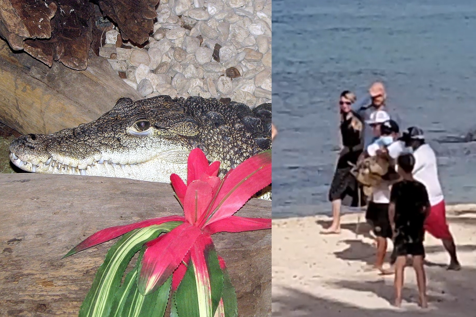 El cocodrilo fuer sacado de la playa a plena vista de turistas que paseaban por la zona en Cozumel
