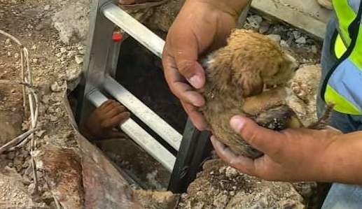 El cachorro fue trasladado a un albergue en Peto para ser puesto en adopción El cachorro fue trasladado a un albergue en Peto para ser puesto en adopción