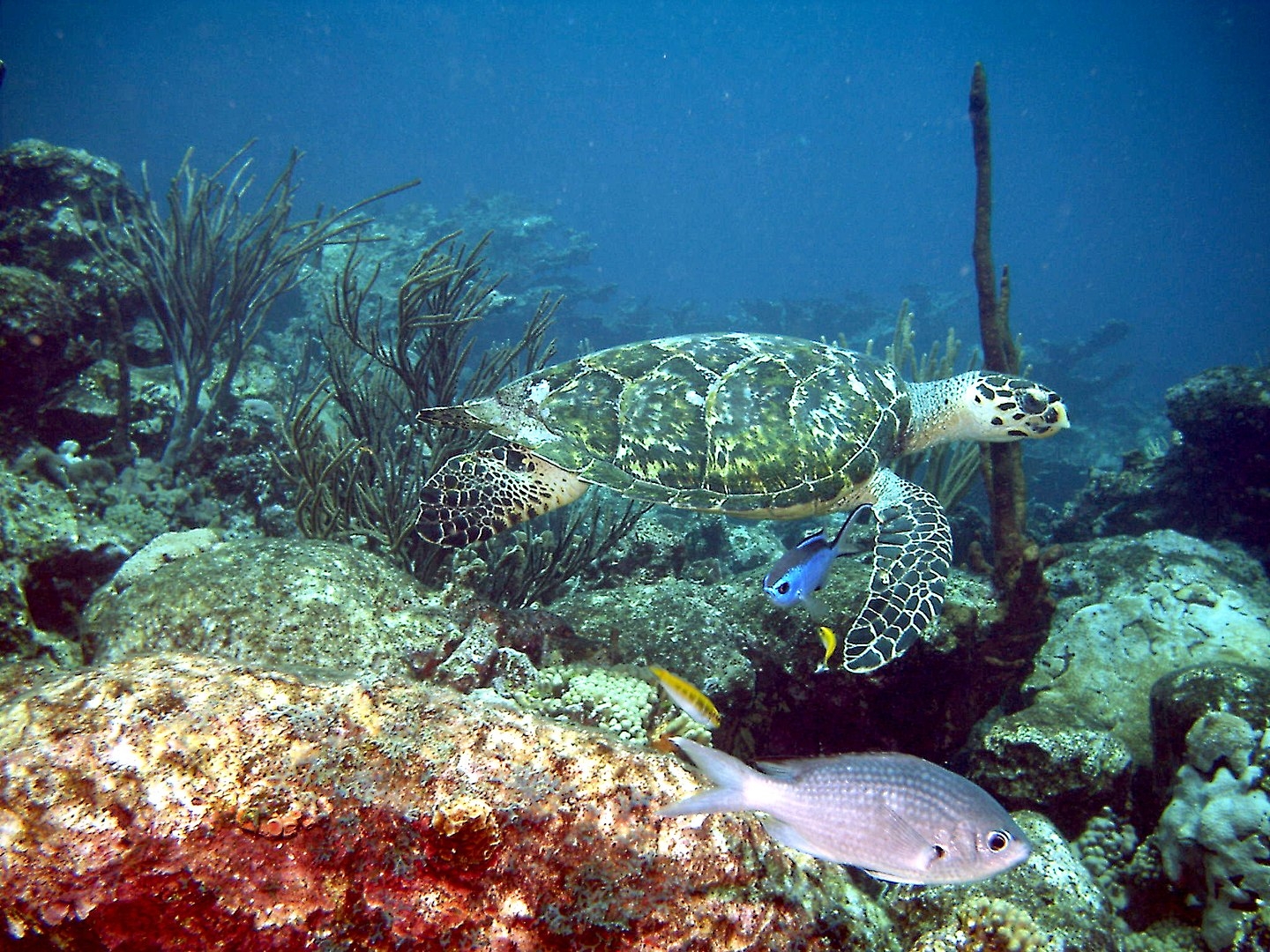 Tortuga Carey, un noble habitante submarino en peligro de extinción: INFOGRAFÍA