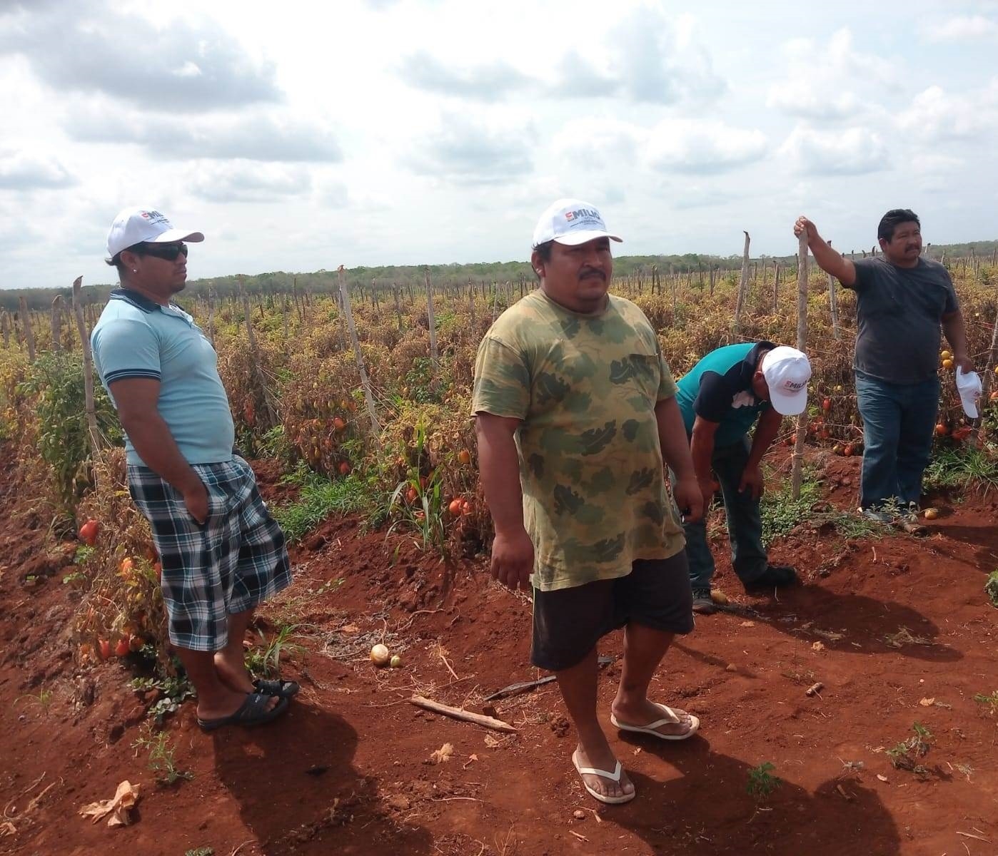 Seis hectáreas de chile habanero de Hopelchén fueron reportadas como pérdida por la falta agua