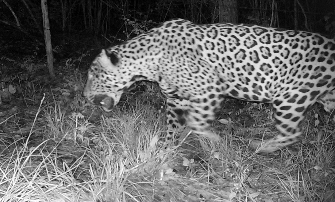 Ejemplares de la especie fueron identificados con una cámara trampa