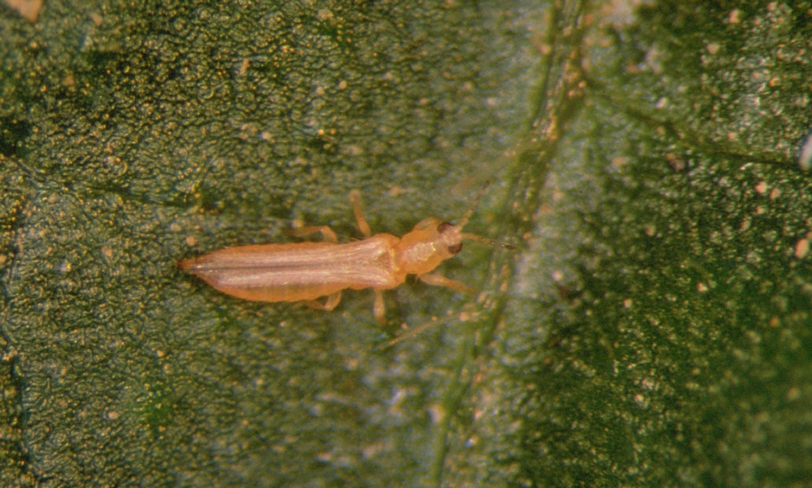 El pequeño insecto es difícil de ver, hasta que ya afectó el fruto