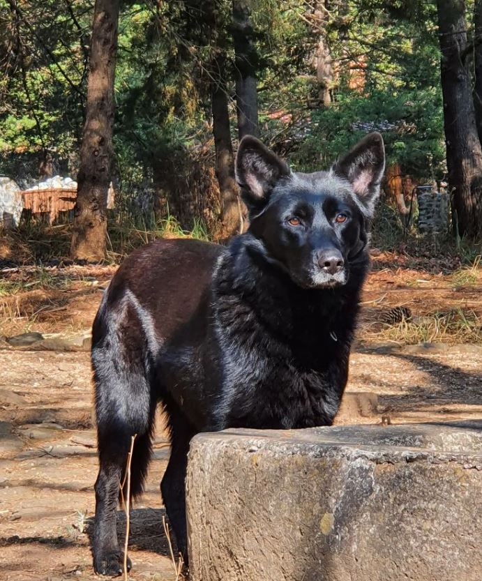 El lobo vivía con la familia, hasta que atacó a la bebé
