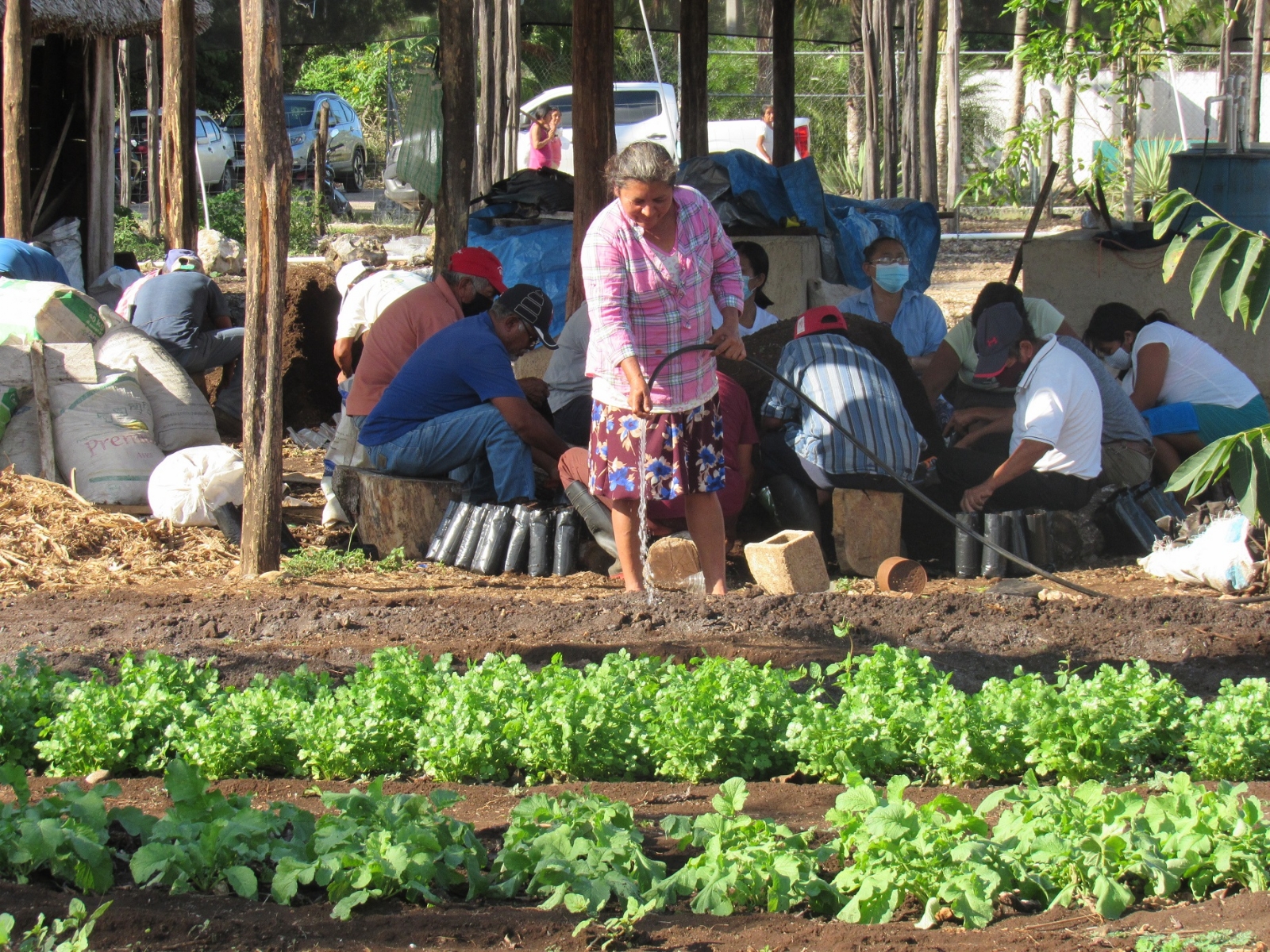 Los campesinos están en plena cosecha de rábanos, cilantro, lechuga y chayotes