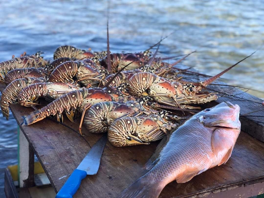 Temporada de langosta en Yucatán cierra con 70 toneladas capturadas
