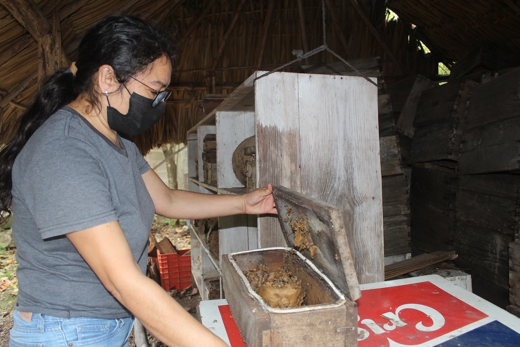 En el meliponario en Tizimín cuenta con abejas meliponas y tienen actualmente 15 jóvenes