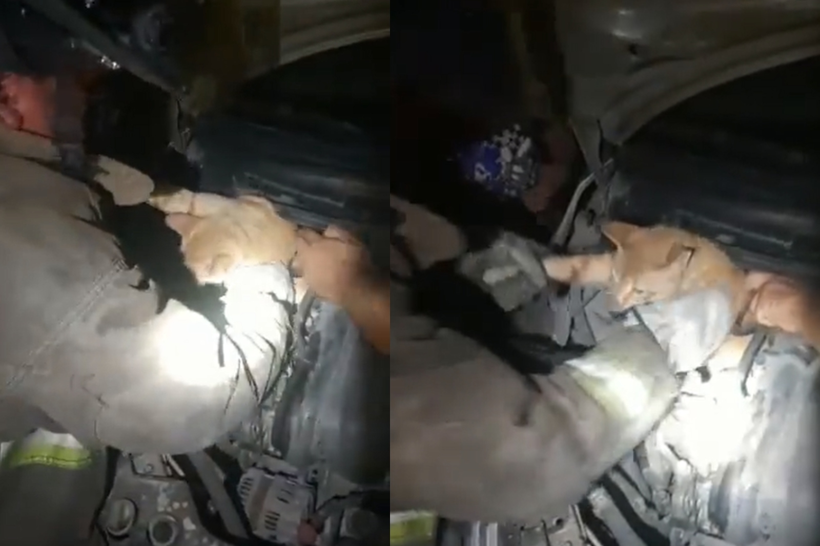El gato fue rescatado tras quedar atorado en el área del motor de un vehículo particular en el fraccionamiento Corales de Cancún