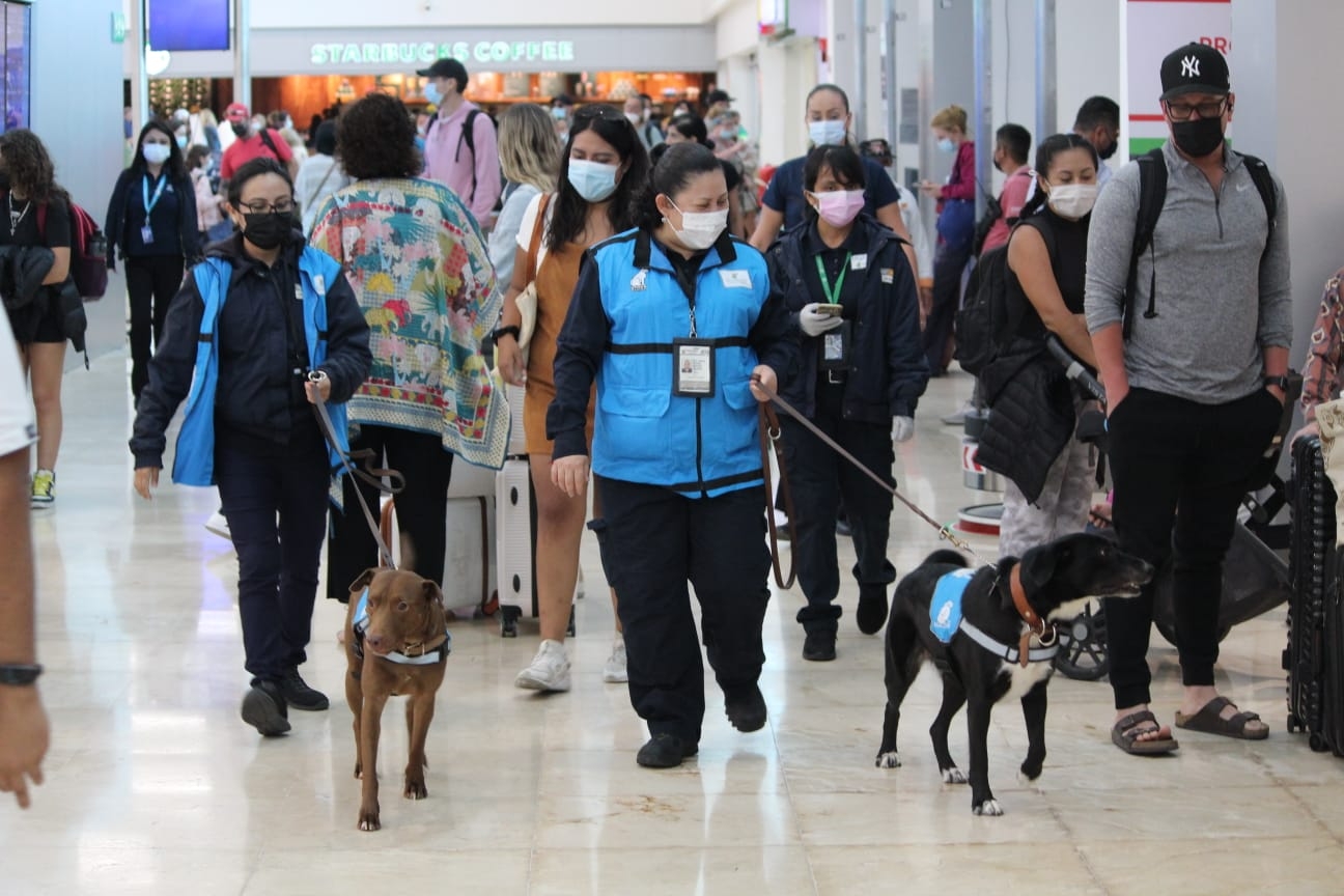 Los dos perros que pasearon por el aeropuerto de Cancún pertenecen al Servicio Nacional de Sanidad, Inocuidad y Calidad Agroalimentaria Los dos perros que pasearon por el aeropuerto de Cancún pertenecen al Servicio Nacional de Sanidad, Inocuidad y Calidad Agroalimentaria