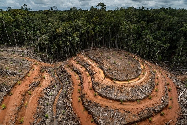 De acuerdo con Global Forest Watch, en los municipios con un mayor daño ambiental se encuentran asentamientos amish
